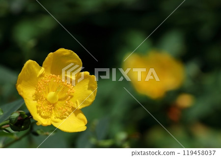 金黃色的梅花 119458037