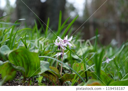 A lovely blooming dogtooth violet flower (preserved natural habitat, Chofu City, Tokyo) A lovely blooming dogtooth violet flower (preserved natural habitat, Chofu City, Tokyo) 119458187