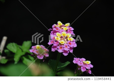 花色變化的花 119458441