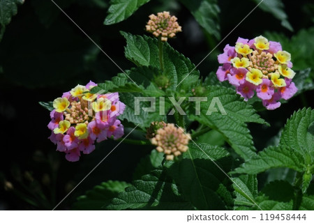 Flowers whose flower color changes 119458444