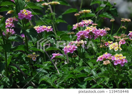 花色變化的花 119458446