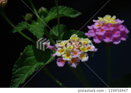 花色變化的花 花色變化的花 119458447