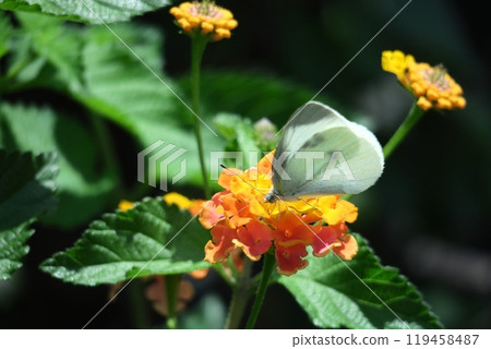 花色變化的花 花色變化的花 119458487