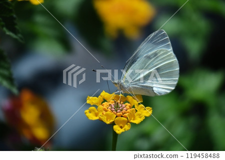 花色變化的花 119458488
