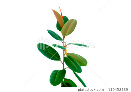 Decora Tree, Indian Rubber Tree, Rubber Plant isolated on white background, Indoor plant ficus in a pot isolated on white background. Flower for decoration. Design element 119458589