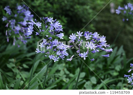 Blooming radially 119458709