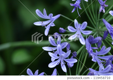 Blooming radially Blooming radially 119458710