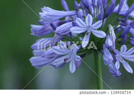 Blooming radially Blooming radially 119458714