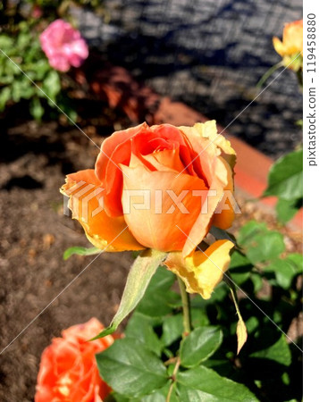 orange roses in the blue sky orange roses in the blue sky 119458880