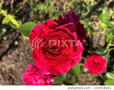 Spectacular deep pink roses Spectacular deep pink roses 119458881