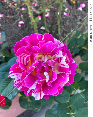 A squeeze-patterned rose blooming in the square A squeeze-patterned rose blooming in the square 119458882