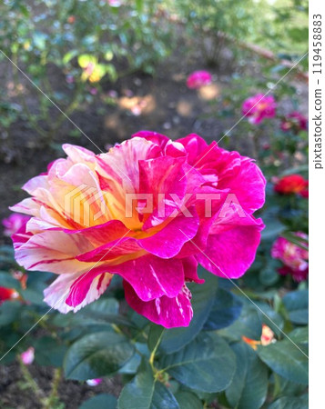 A squeeze-patterned rose blooming in the square A squeeze-patterned rose blooming in the square 119458883