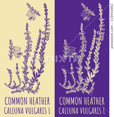 Vector drawings COMMON HEATHER. Hand drawn illustration. Latin name CALLUNA VULGARIS L. 119458902