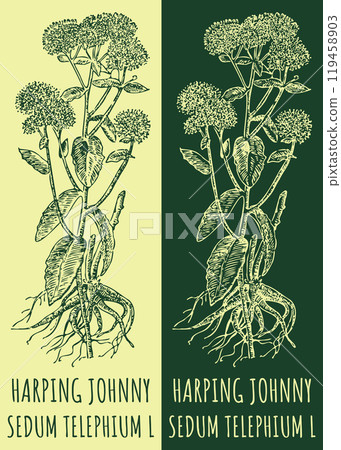 Vector drawings HARPING JOHNNY. Hand drawn illustration. Latin name SEDUM TELEPHIUM L. Vector drawings HARPING JOHNNY. Hand drawn illustration. Latin name SEDUM TELEPHIUM L. 119458903