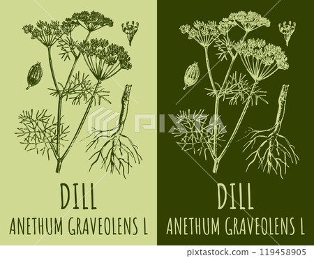 Vector drawings DILL. Hand drawn illustration. Latin name ANETHUM GRAVEOLENS L. Vector drawings DILL. Hand drawn illustration. Latin name ANETHUM GRAVEOLENS L. 119458905