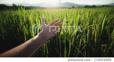 Hands touching rice in the rice field Hands touching rice in the rice field 119458909