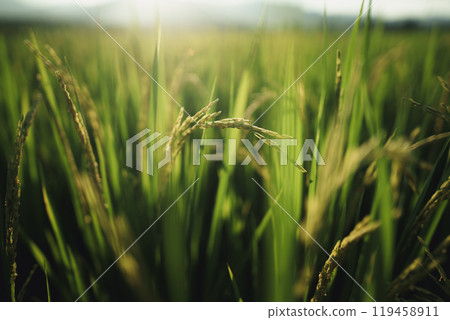 Rice fields and rice plants with evening light Rice fields and rice plants with evening light 119458911