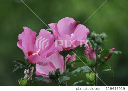 裝飾你的夏日茶室 119458919