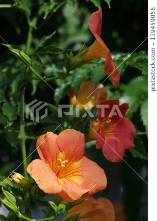 Hanging on a tree in the forest 119459058