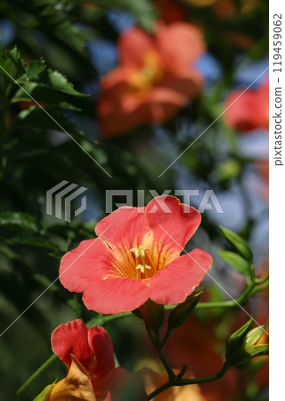 Hanging on a tree in the forest 119459062