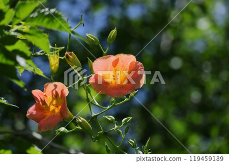 掛在森林裡的一棵樹上 119459189