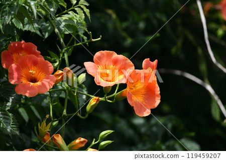 掛在森林裡的一棵樹上 119459207