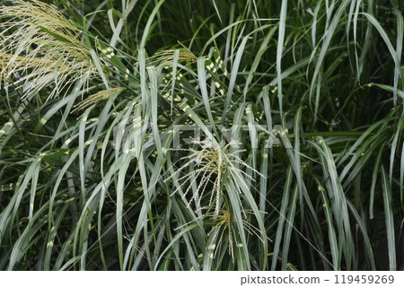 Beautiful green of Japanese silvergrass Beautiful green of Japanese silvergrass 119459269