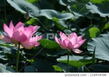 Holy flower 119459306