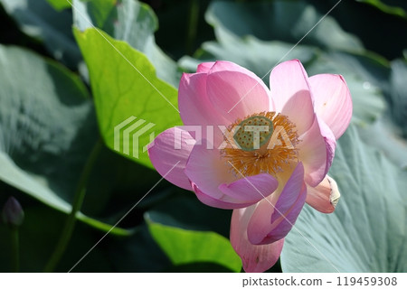 Holy flower 119459308