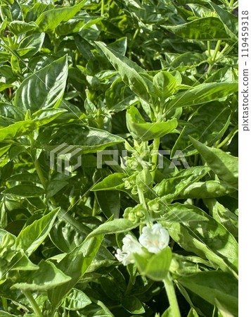 鬱鬱蔥蔥的羅勒與白色的花朵 119459318