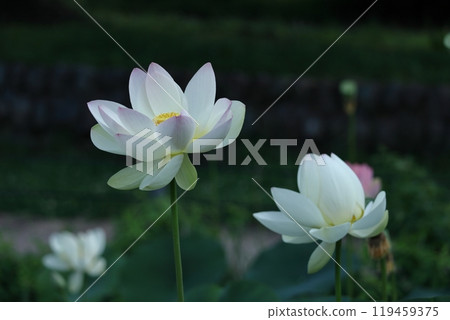 Holy flower Holy flower 119459375