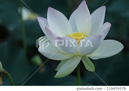Holy flower Holy flower 119459376