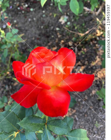 orange roses in the blue sky orange roses in the blue sky 119459397