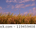 Harvest Autumn Autumn Sky 119459408