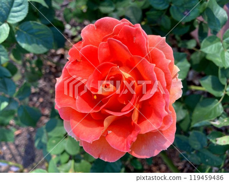 orange roses in the blue sky 119459486