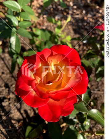 A covered rose that shines in the blue sky A covered rose that shines in the blue sky 119459487