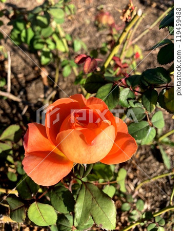 orange roses in the blue sky 119459488