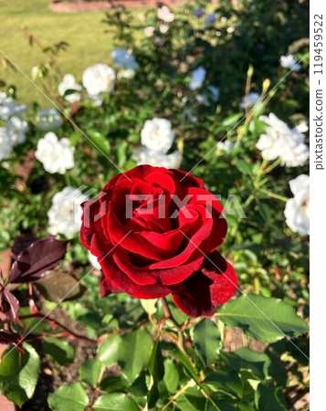 A crimson rose that shines in the blue sky A crimson rose that shines in the blue sky 119459522