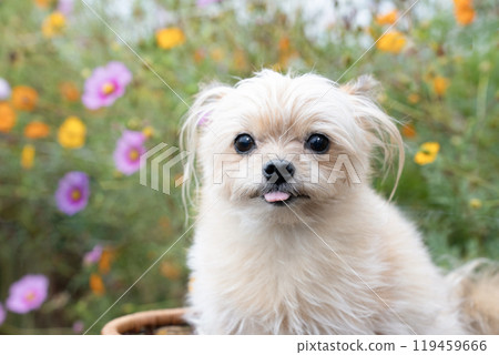 宇宙田和微笑的混合狗 Kurikinton 宇宙田和微笑的混合狗 Kurikinton 119459666