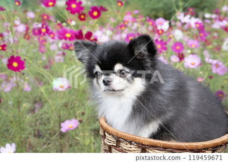 Cosmos field and Chihuahua Gomame 119459671