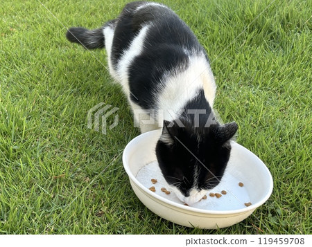 Stray cat eating food Black and white spotted Stray cat eating food Black and white spotted 119459708