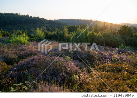 Eifel landscape, Rhineland-Palatinate, Germany Eifel landscape, Rhineland-Palatinate, Germany 119459949