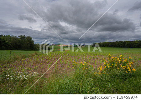 Eifel landscape, Rhineland-Palatinate, Germany 119459974