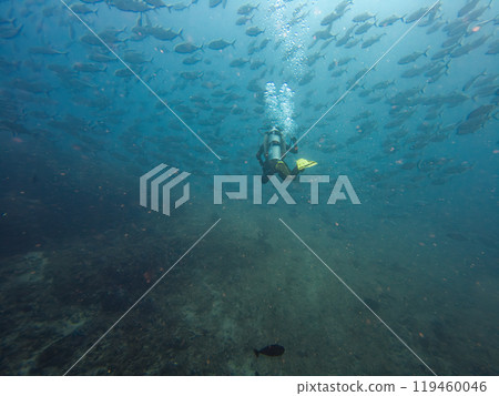 A scuba diver in the middle of a large school of Big eye Trevally, Jackfish, or Caranx sexfasciatus 119460046