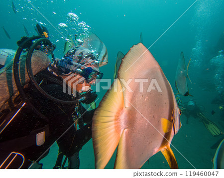 School of Platax teira, Longfin spadefish, or batfish, and a SCUBA diver Puerto Galera, Philippines 119460047