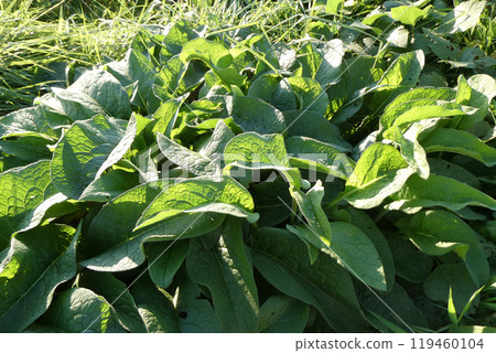 岩手縣盛岡市玉山稻田小路上的紫草綠葉 119460104