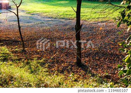 Light and shadow in late autumn near Koiwai, Iwate Prefecture Light and shadow in late autumn near Koiwai, Iwate Prefecture 119460107