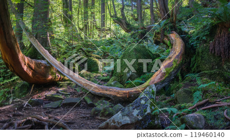 Tateshina-Genseirin Primeval Forest Tateshina-Genseirin Primeval Forest 119460140