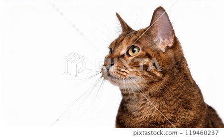 貓的肖像 119460237