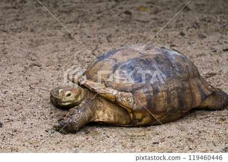 Close up head Sulcata tortoise in the garden at thailand Close up head Sulcata tortoise in the garden at thailand 119460446